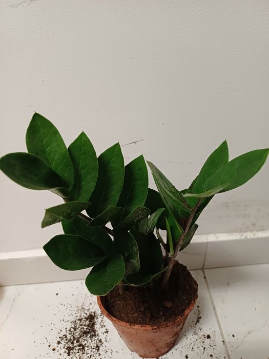 Заміокулькас 250грн