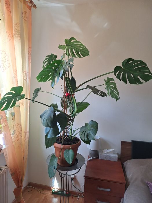 Monstera duża roślina w doniczce