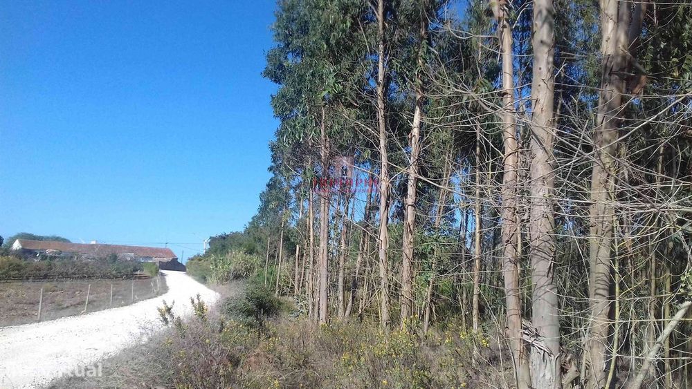 Terreno com 5440 m2, Lourinhã — Reguengo Grande, Lisboa