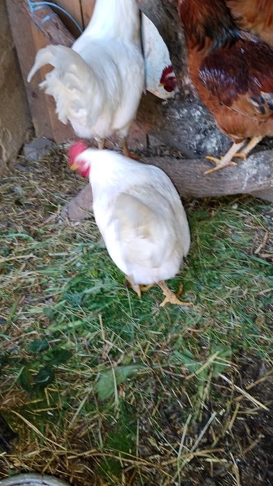 Venda dos galos caseiro bonitos  25 euros os dois