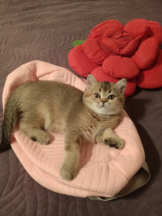 В'язка шотландського гостровухого