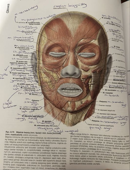 Sobotta Atlas Anatomii Człowieka komplet 3 tomy wyd. 24 Edra medycyna