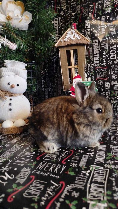 Кролики декоративні