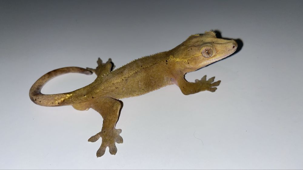 Gekon orzęsiony samiec RED