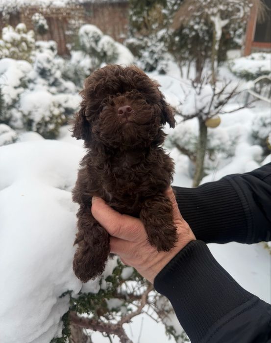 Мальчик пудель шоколад