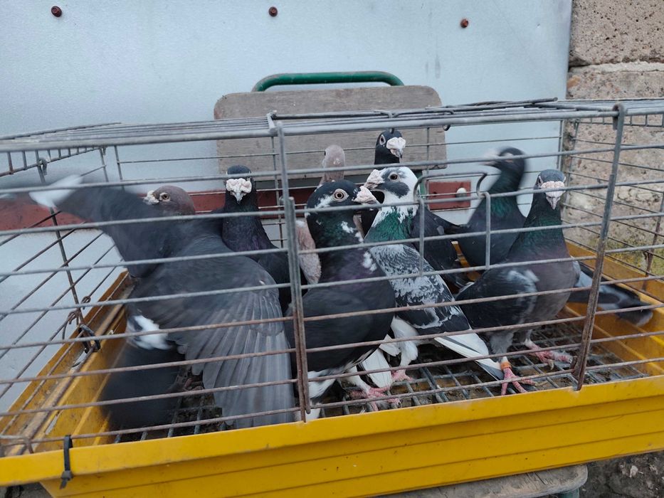 Gołębie pocztowe staropolskie