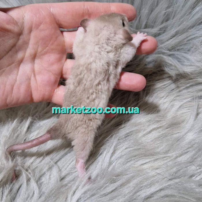 Щурики Дамбо та Дамбо рекс, крысы, крыса, крысята,