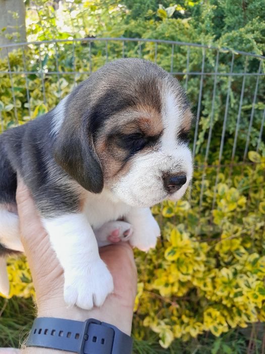 Beagle szczeniak ZKwP(FCI)