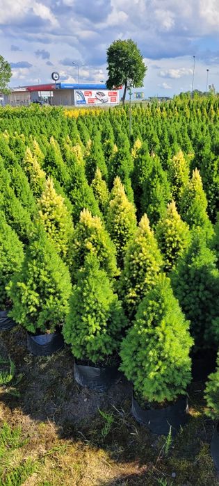 Świerk Biały Conica 30-140 cm poznan wolsztyn konika swierki