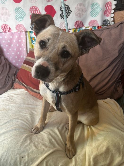 Suczka do adopcji DIUNA