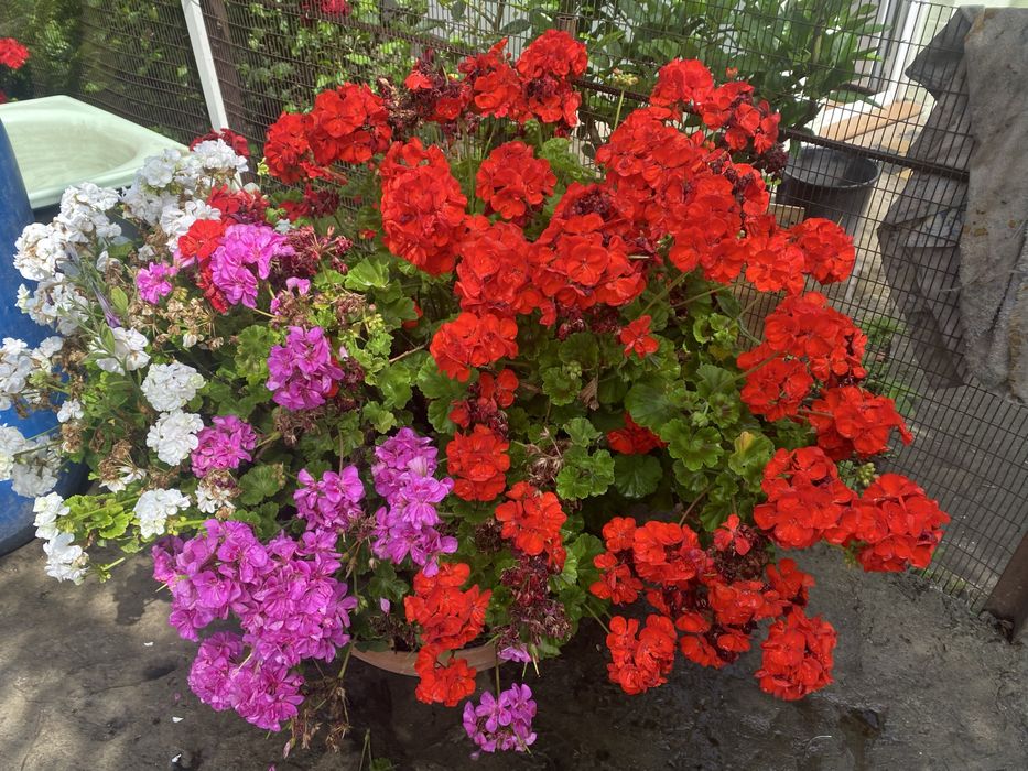 Герань, калачики (укорінюю під замовлення)