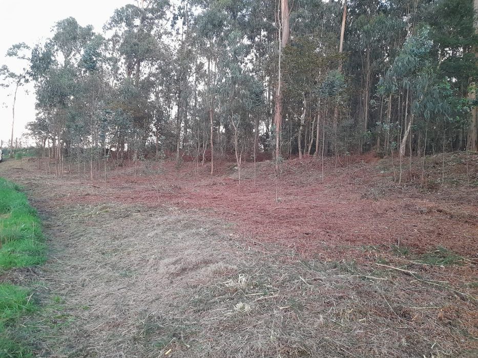 Limpeza de terrenos e manutenção de jardins