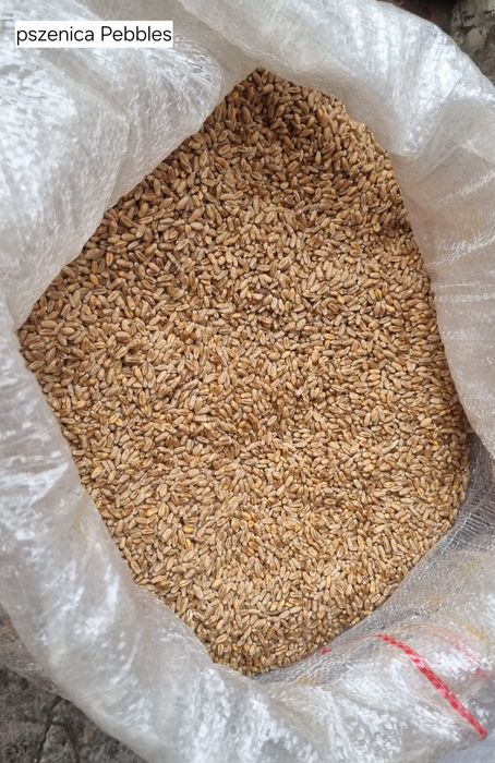 Pszenica jara, przewódka wpb pebbles oścista po centrali konsumpcyjna