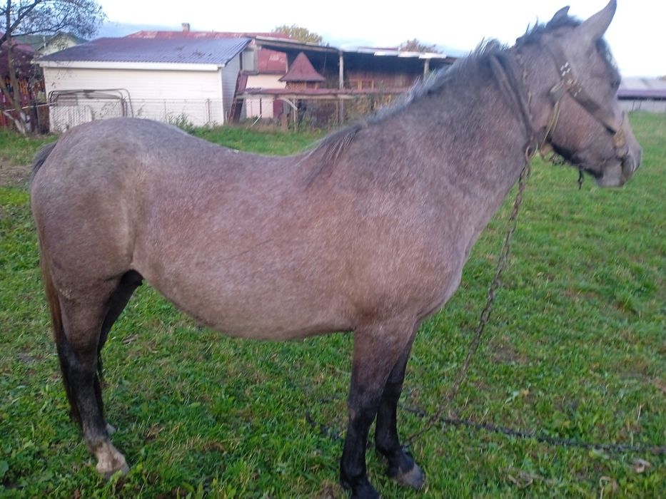 Продам кобилу спокійна Богородчани
