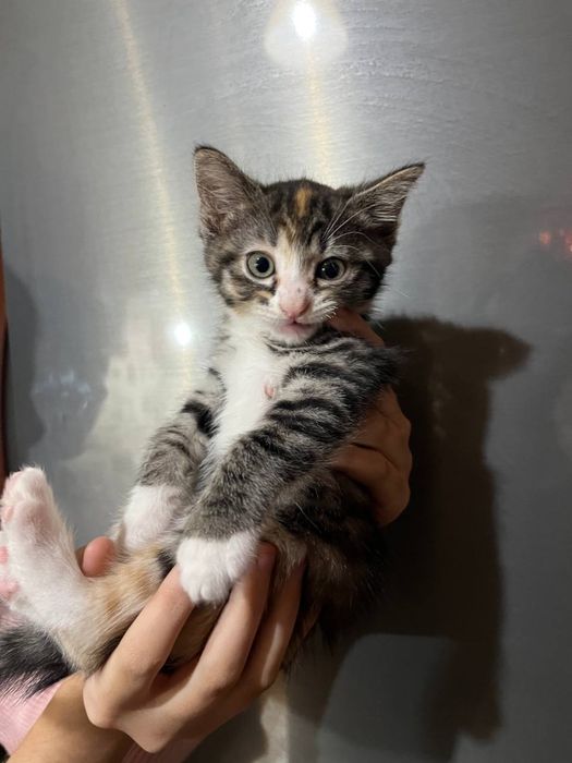 Отдам котят в хорошие руки