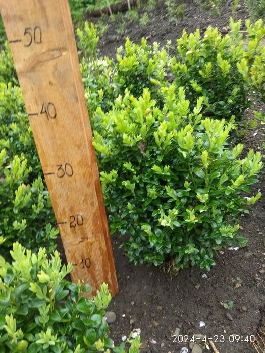 Самшит формований, туя колоновидна.