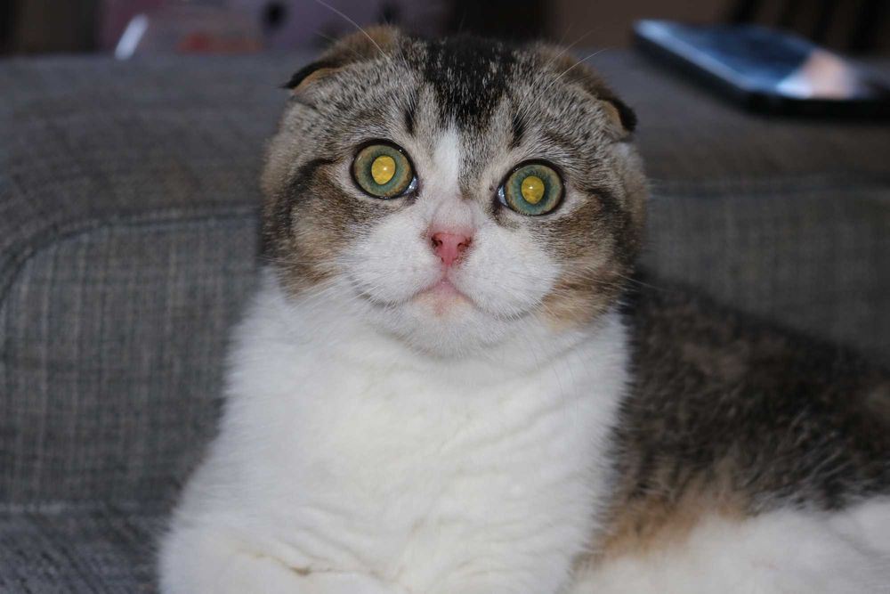 Um gatinho  scottish fold bicolor