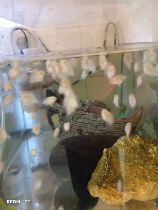 Peixe papagaio anao branco