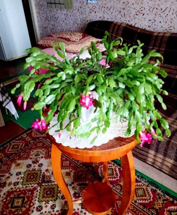 Большой рождественник шлюмбергера декабрист цветущий 50 см/40 см