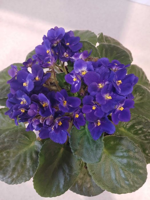 Продам фиалку сортовую