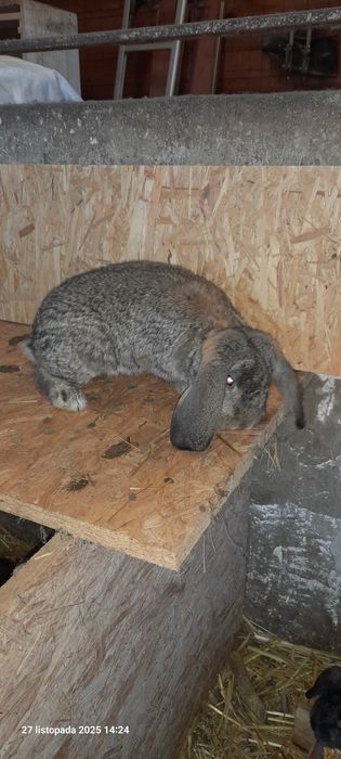 Sprzedam samiczki Baran Francuski