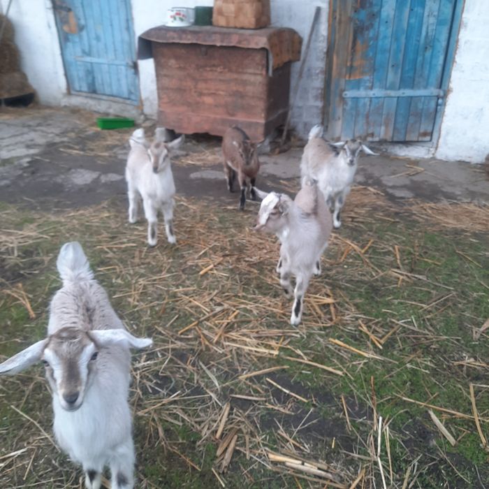 Продам козенят, не дорого. Кізчки красуні, безрогі.