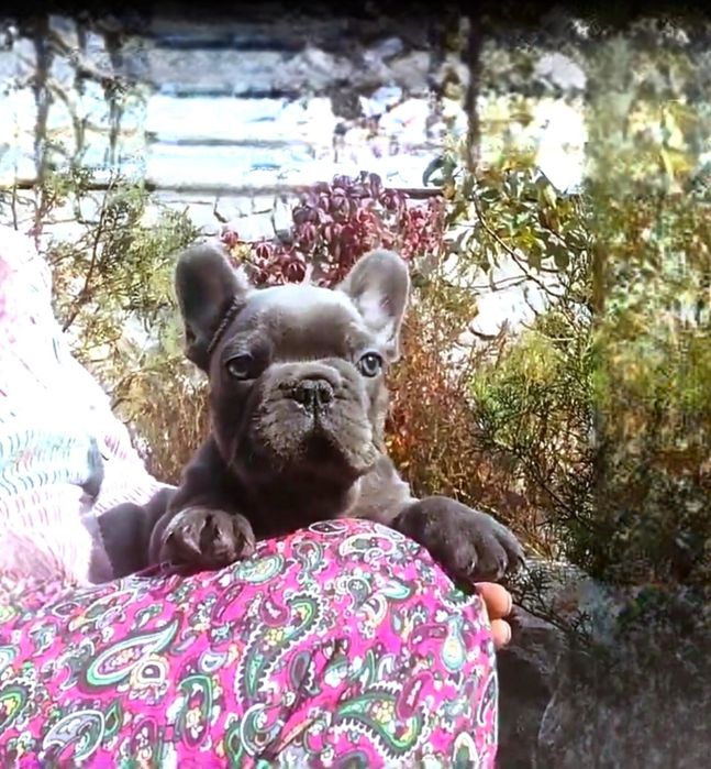 Голубая француженка супер!