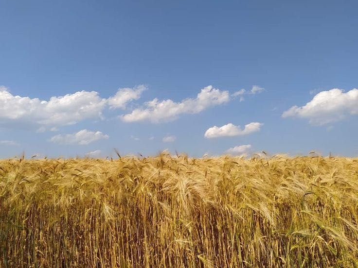 Продам пай в Хмельницькій області, Летичівський район