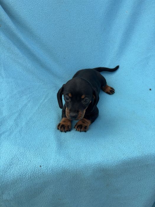 Teckel femea miniatura