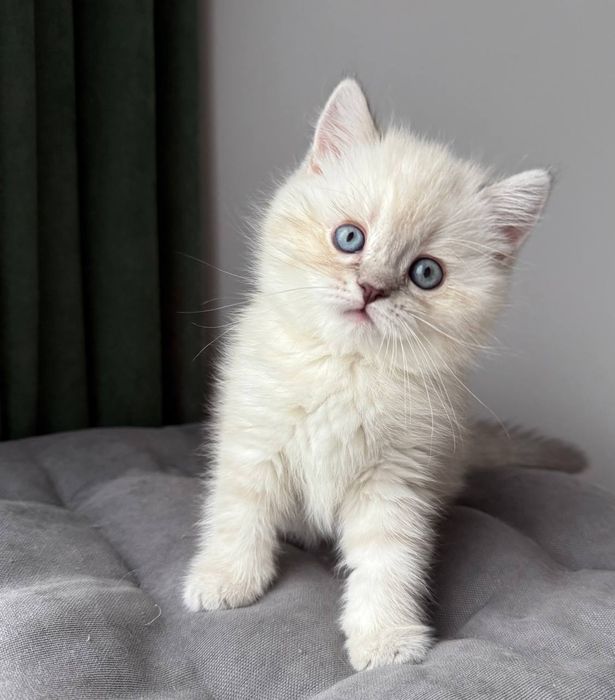 Котенок шотландский поинт Scottish 
Scottish fold
