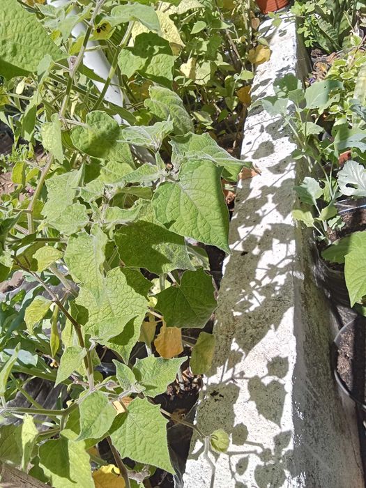Dã-se physalis plantas