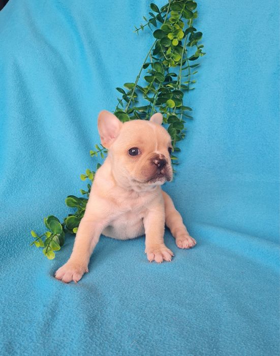 Excelente menina Bulldog/Bouledogue Francês de Qualidade