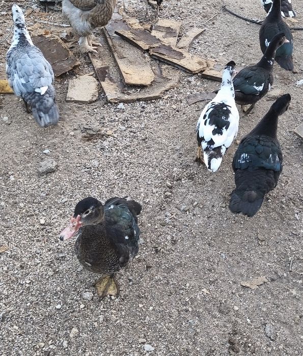 Patos mudos várias cores