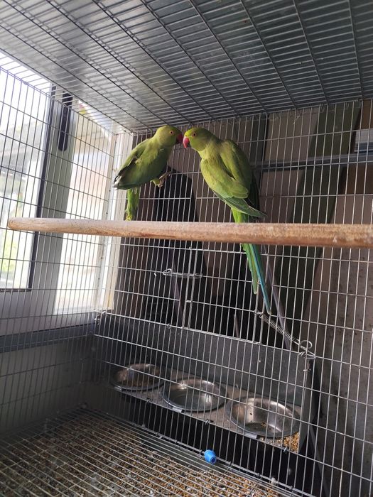 Casal de Ring Necks verdes '24
