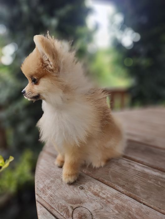 Pomeranian rozm XS Szpic Miniaturowy ZKwP/FCI