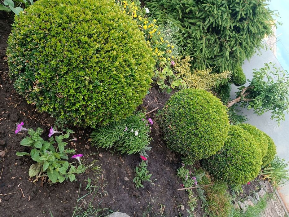 Самшит вкорінені черенки від 10грн шт