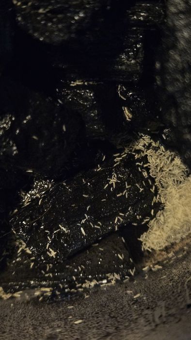 Springtails/Coleombolos