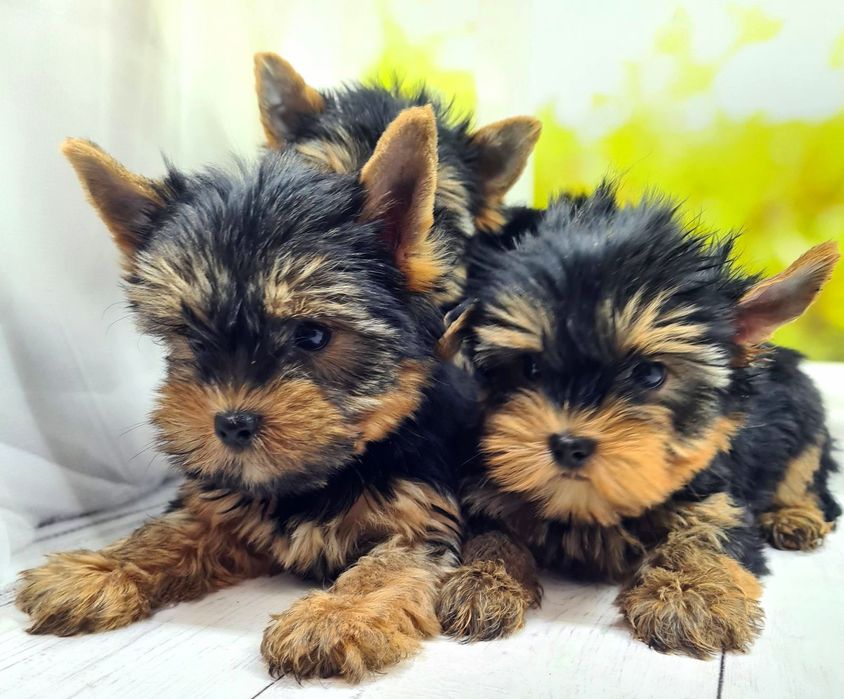 Терміновий продаж якісних  йорків ,бебі фейс.KCY