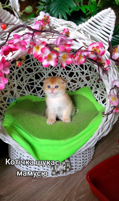 Ласкаві малючки. Кошенята золота шиншила.