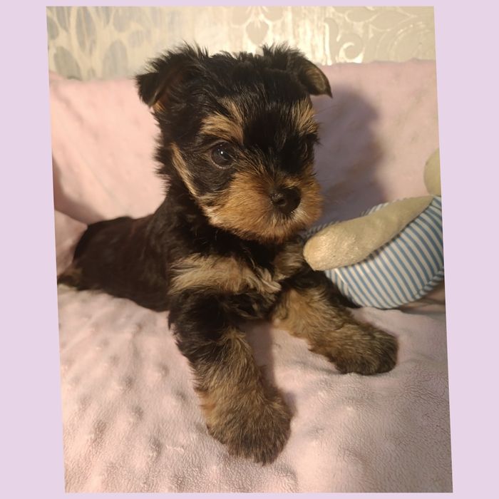 Мини щенки йоркширского терьера