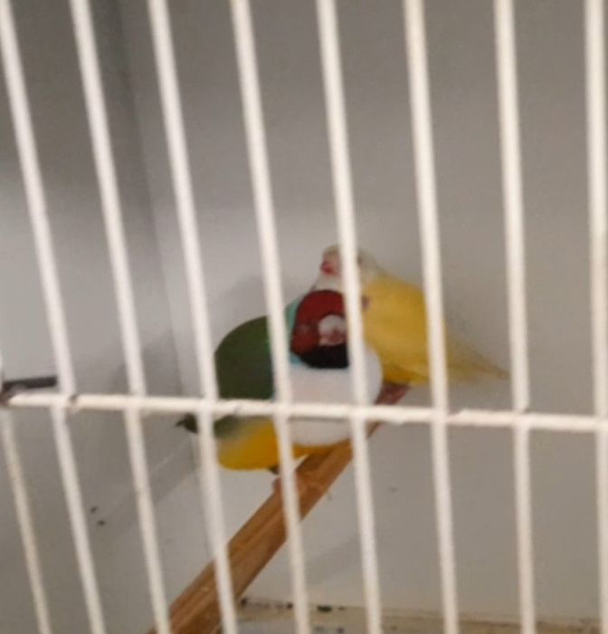 Diamantes de Gould disponíveis