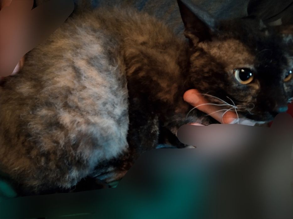 Kotka roczna poleca się