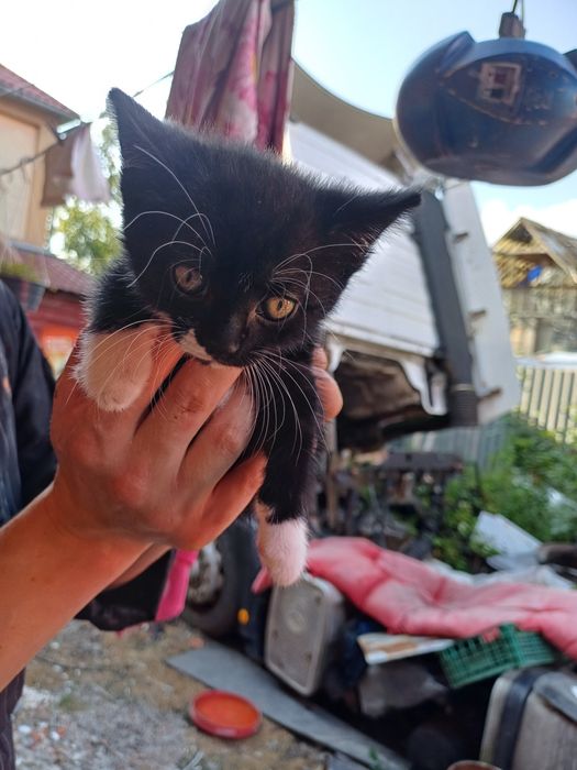 Віддам кошенят у добру люблячу сім'ю