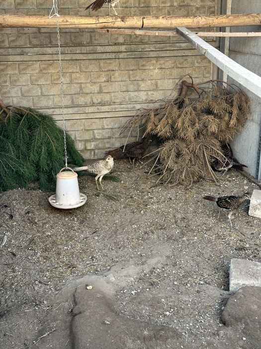 Sprzedam bazanty bananowe 2025r