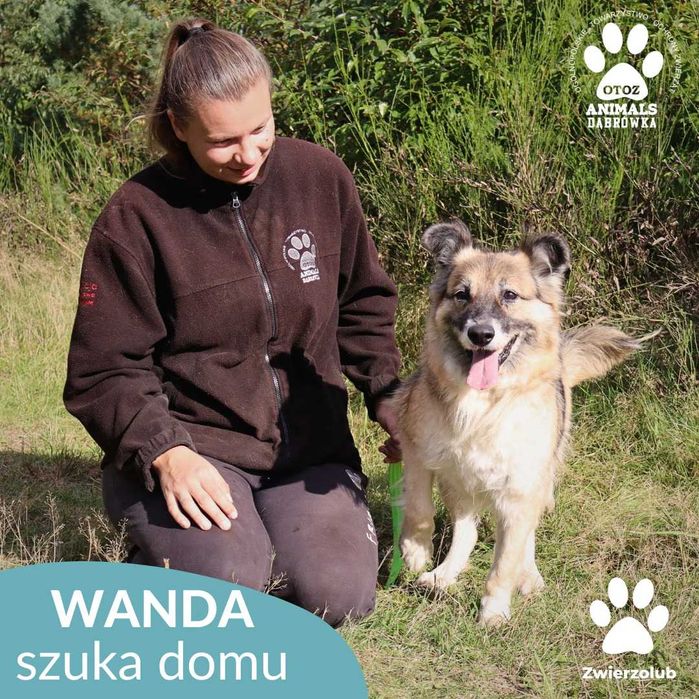 Wanda szuka domu!