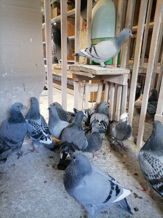 Gołębie pocztowe młode