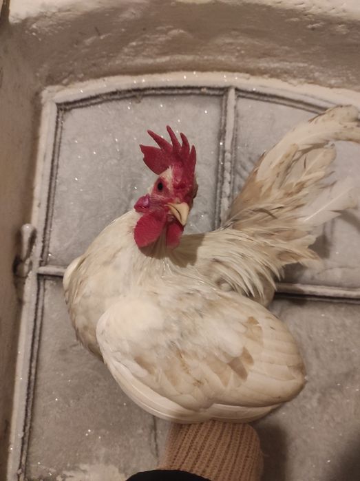 Jaja legowe Liliputek