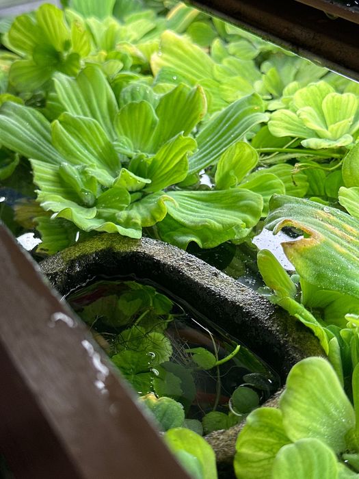 Акваріумні рослини ПІСТІЯ плаваючі на воді капуста водорості лімнобіум