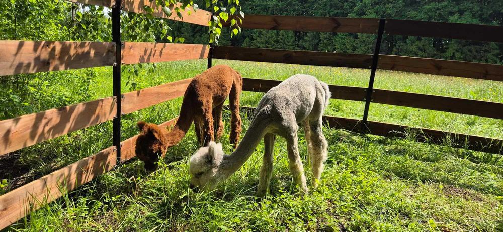 Sprzedam Alpaki samczyki