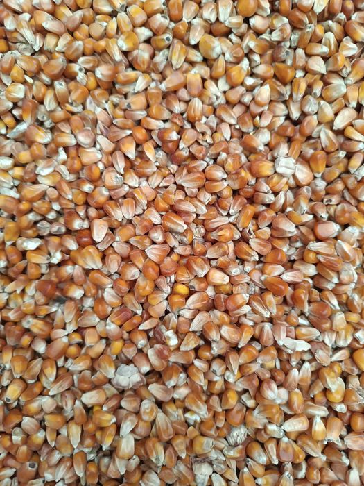 Kukurydza czerwona drobna